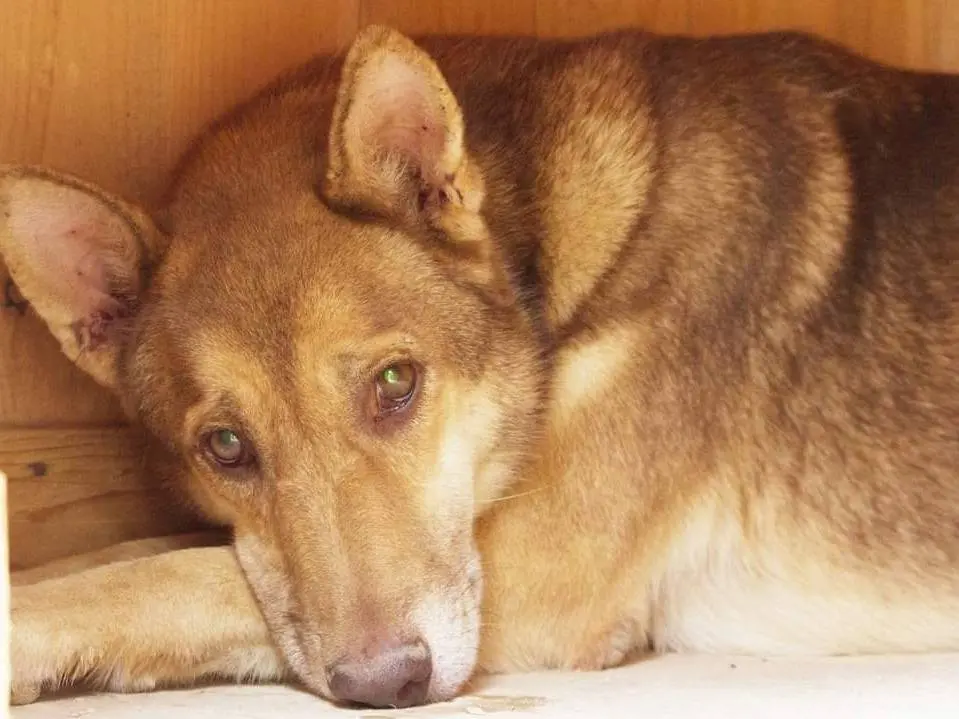 Adozione cane, maschio, meticcio, 11 anni e 3 mesi, taglia grande, Taranto