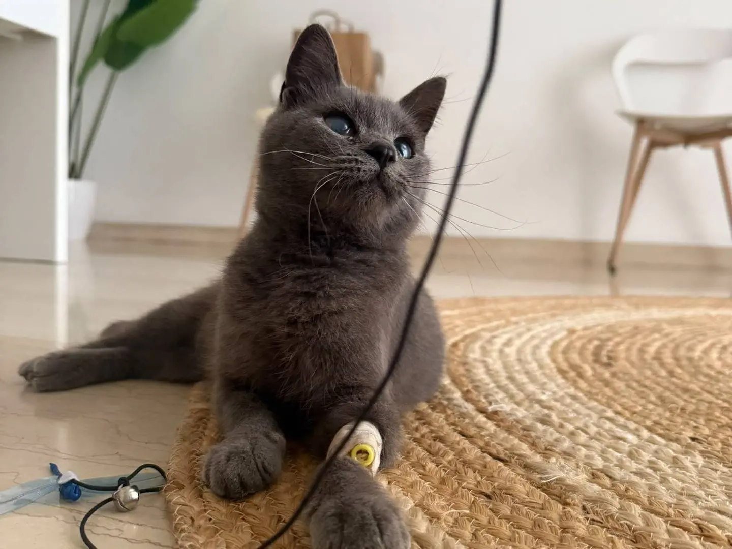 Adotta un gatto, femmina, 10 mesi, Siracusa