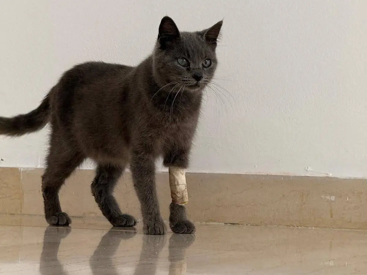 Adotta il gatto ZOE a Siracusa