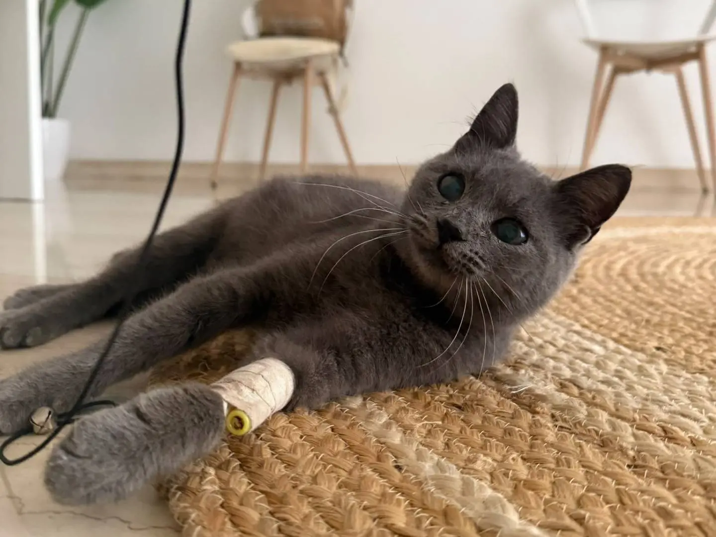 Vuoi adottare un gatto a Siracusa?