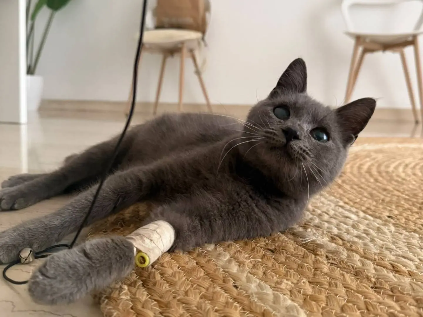 Adotta un gatto, taglia non valida, femmina, Siracusa
