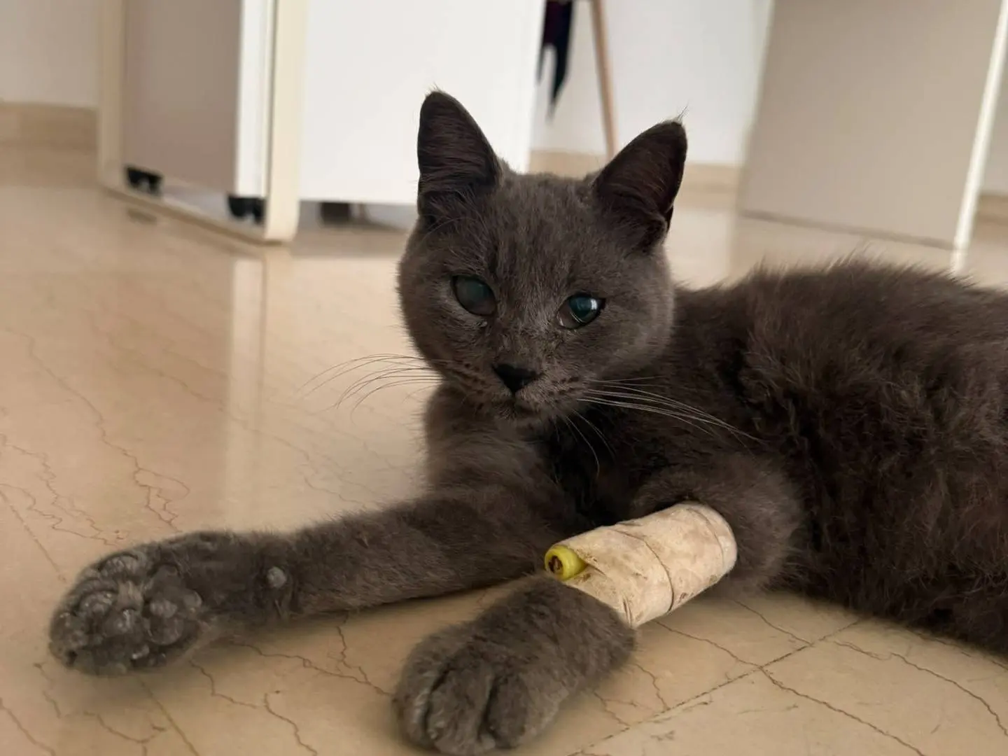 Adozione gatto, femmina, Razza sconosciuta Razza sconosciuta, 10 mesi, taglia non valida, Siracusa