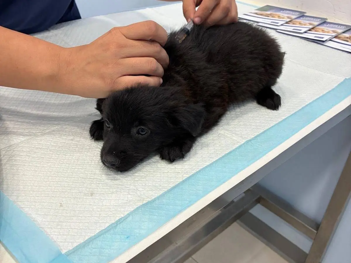 Adotta un cane, femmina, 2 mesi, Roma