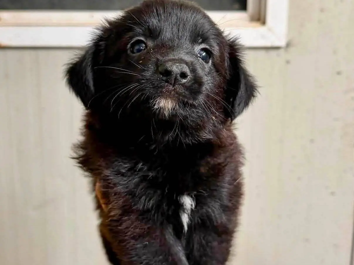 Adozione cane, femmina, Razza sconosciuta Razza sconosciuta, 2 mesi, taglia piccola, Roma