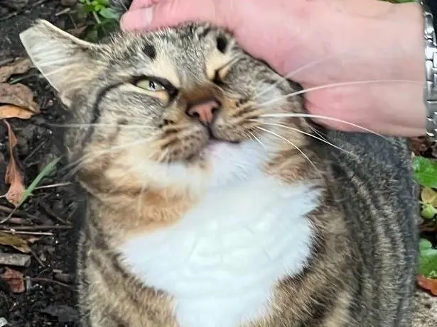 Adozione gatto, femmina, Razza sconosciuta Razza sconosciuta, 2 anni e 11 mesi, taglia non valida, Roma