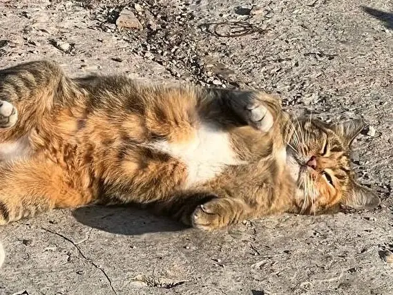 Adotta un gatto, taglia non valida, femmina, Roma