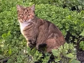 Adotta un gatto, femmina, 2 anni e 11 mesi, Roma