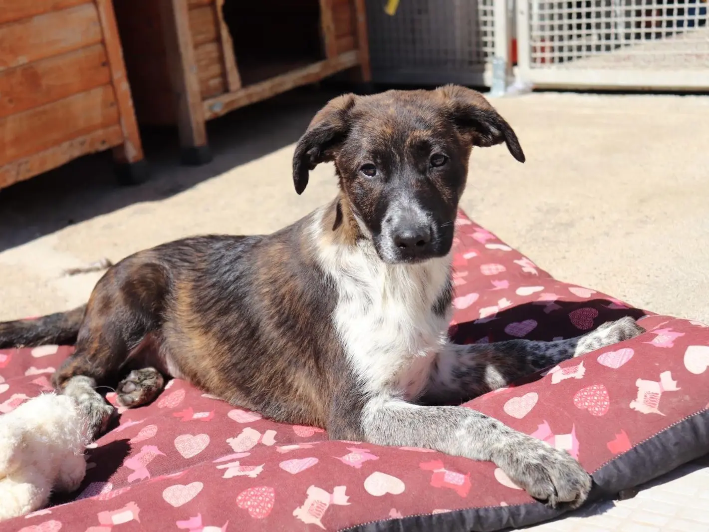 Adozione cane, femmina, Razza sconosciuta Razza sconosciuta, 1 anno e 9 mesi, taglia media contenuta, Sud