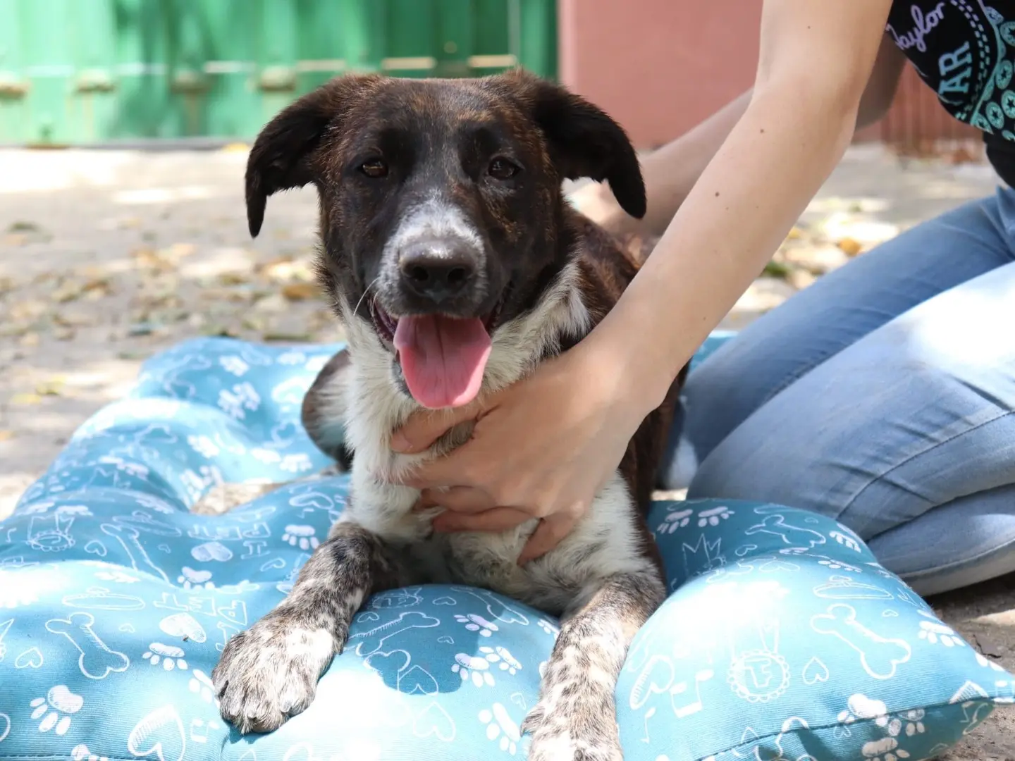 Adotta un cane, femmina, 1 anno e 9 mesi, Sud