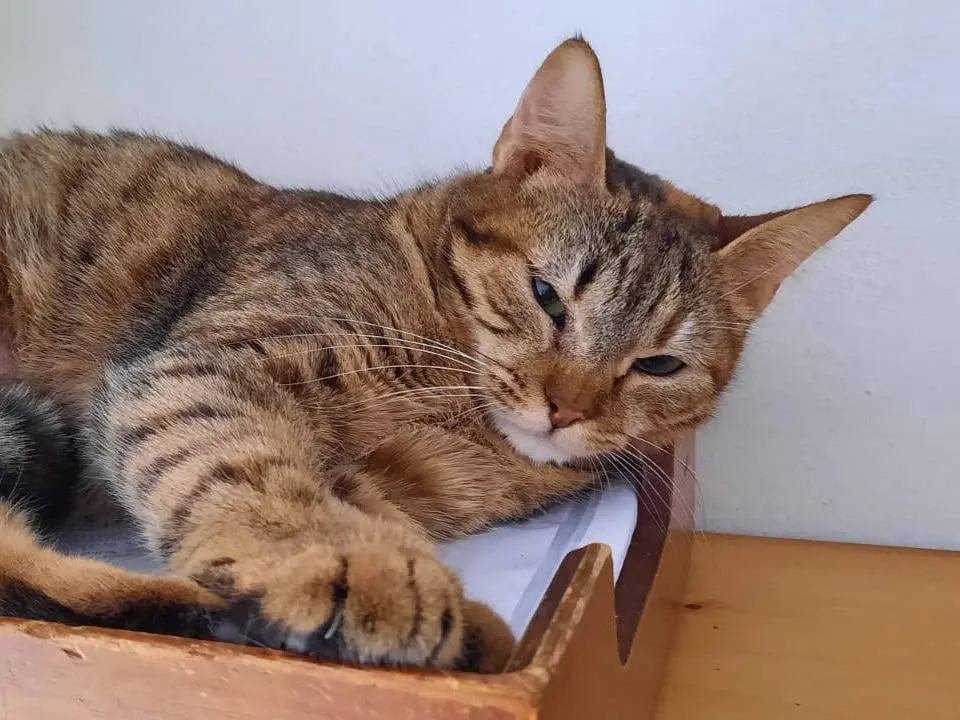 Adozione gatto, femmina, Razza sconosciuta Razza sconosciuta, 2 anni e 2 mesi, taglia non valida, Firenze