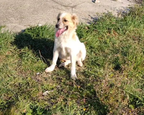 Adozione cane, maschio, meticcio, 4 anni e 10 mesi, taglia media contenuta, Roma