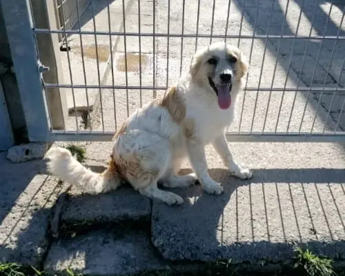 Adotta un cane, maschio, 4 anni e 10 mesi, Roma