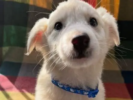 Adozione cane, maschio, Razza sconosciuta Razza sconosciuta, 5 anni e 3 mesi, taglia media, Matera