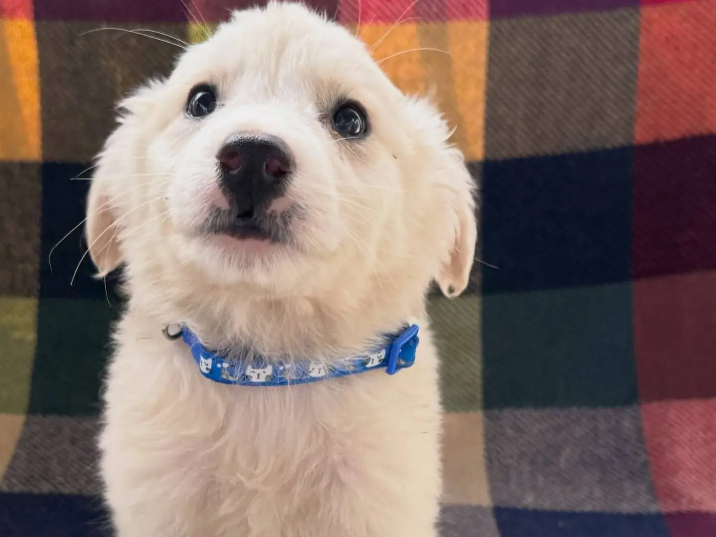 Adotta un cane, maschio, 5 anni e 3 mesi, Matera