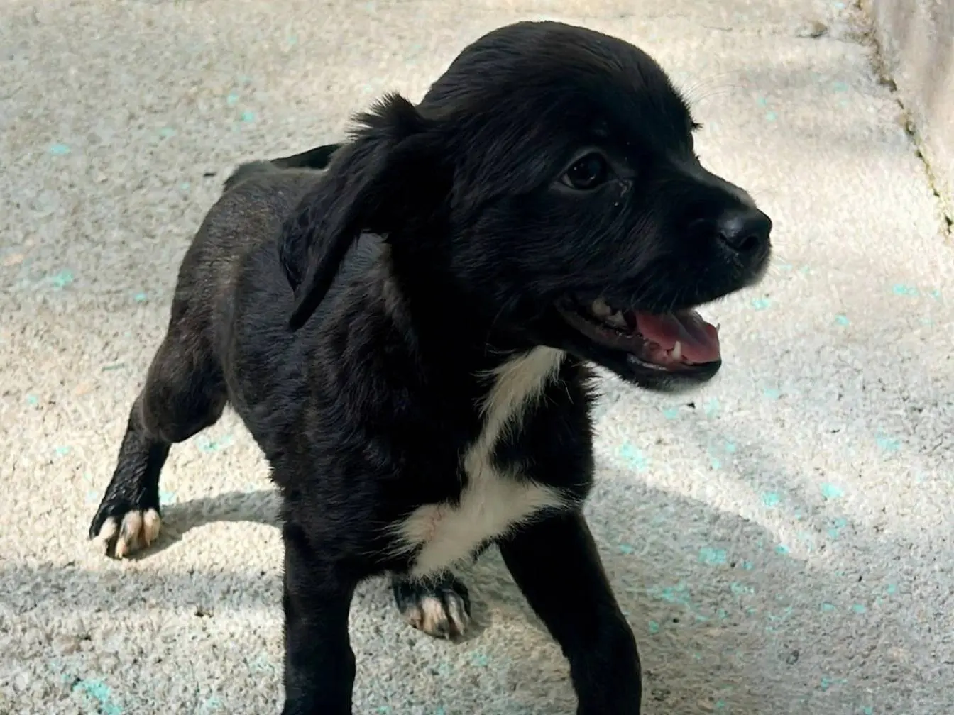 Adozione cane, maschio, Razza sconosciuta Razza sconosciuta, 3 mesi, taglia media contenuta, Latina