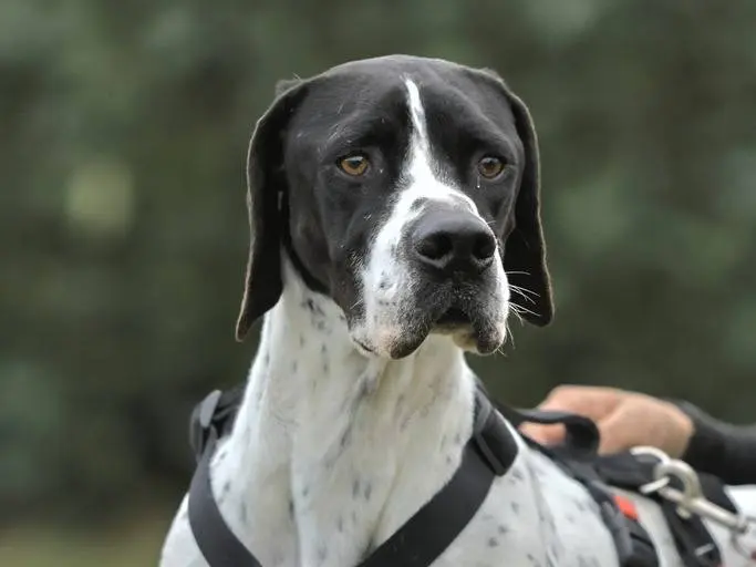 Adotta il cane MATISSE a Milano