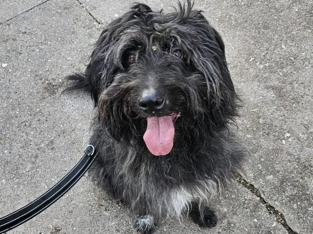 Adozione cane, maschio, Razza sconosciuta Razza sconosciuta, 8 anni e 9 mesi, taglia media, Milano