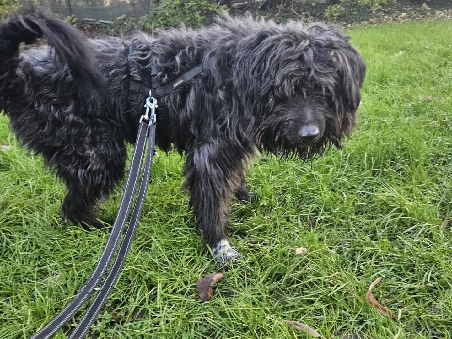 Adotta un cane, maschio, 8 anni e 9 mesi, Milano