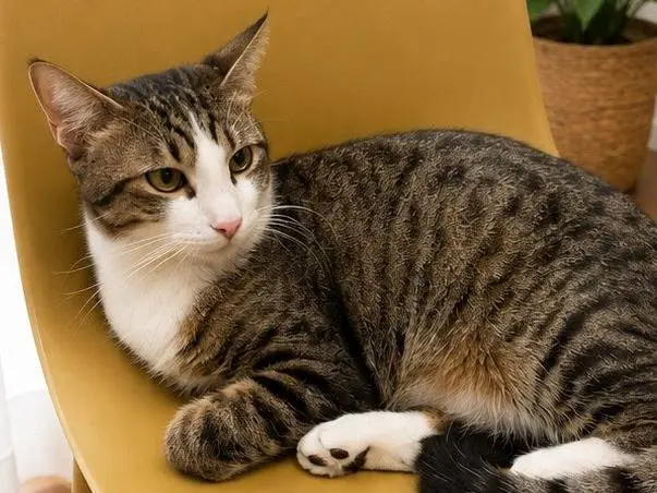 Adotta un gatto, taglia non valida, femmina, Lecco
