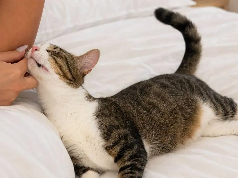 Adotta un gatto, femmina, 1 anno e 4 mesi, Lecco