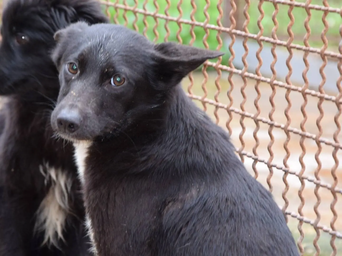 Adozione cane, femmina, Razza sconosciuta Razza sconosciuta, 2 anni e 7 mesi, taglia media contenuta, Chieti