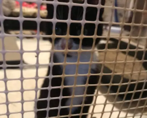 Adotta il gatto LUCY e la piccola FÈ a Latina