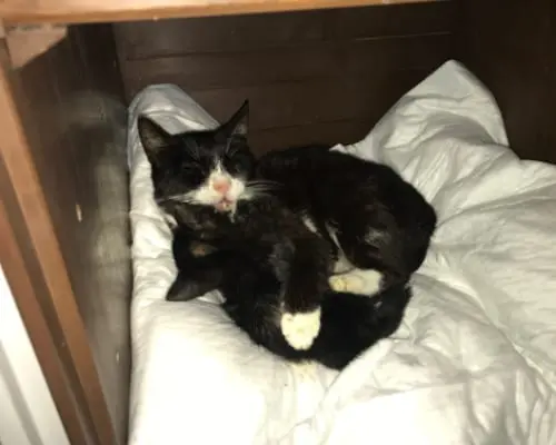 Adozione gatto, femmina, meticcio, 8 anni e 9 mesi, taglia non valida, Latina