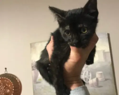 Adotta un gatto, taglia non valida, femmina, Latina