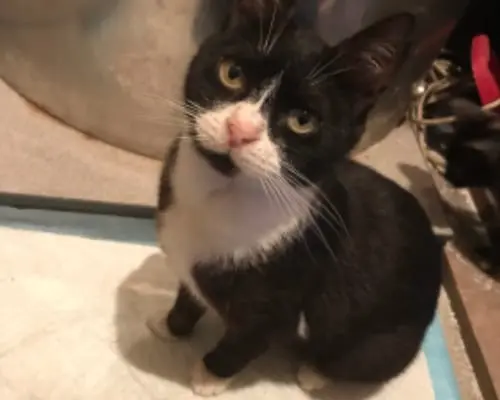 Adotta un gatto, femmina, 8 anni e 9 mesi, Latina