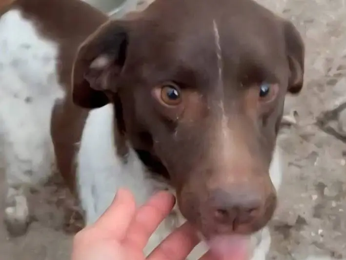 Adozione cane, femmina, Razza sconosciuta Razza sconosciuta, 5 anni e 9 mesi, taglia media contenuta, Caserta