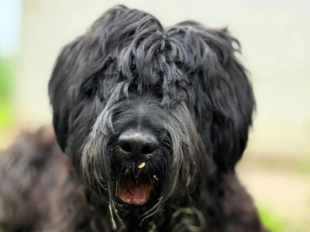 Adozione cane, maschio, Schnauzer Razza sconosciuta, 7 anni e 10 mesi, taglia gigante, Bergamo