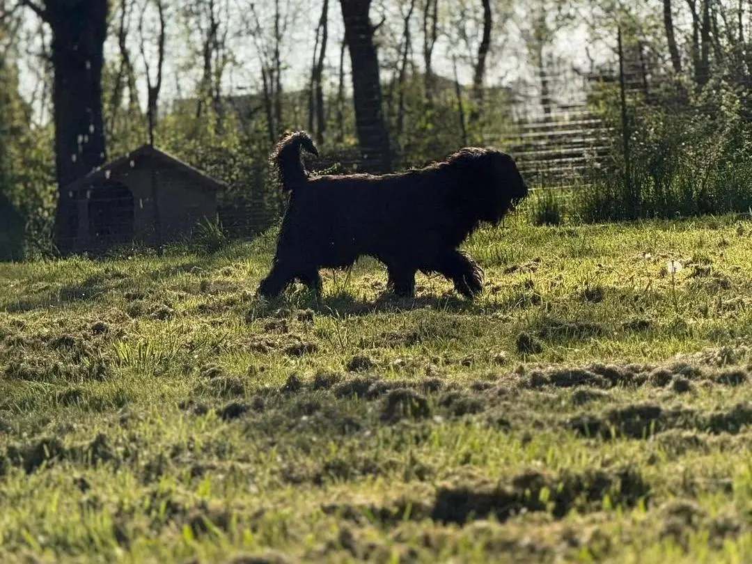 Adotta un cane, taglia gigante, maschio, Bergamo