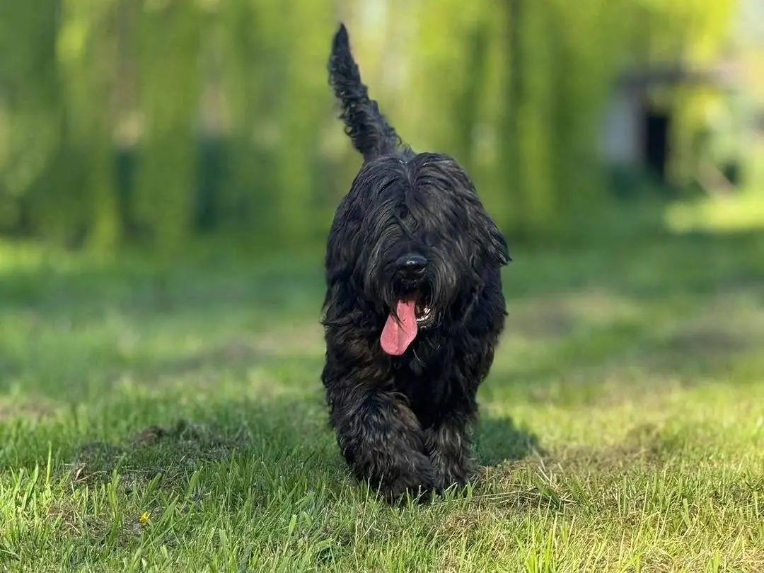Adotta un cane, maschio, 7 anni e 10 mesi, Bergamo