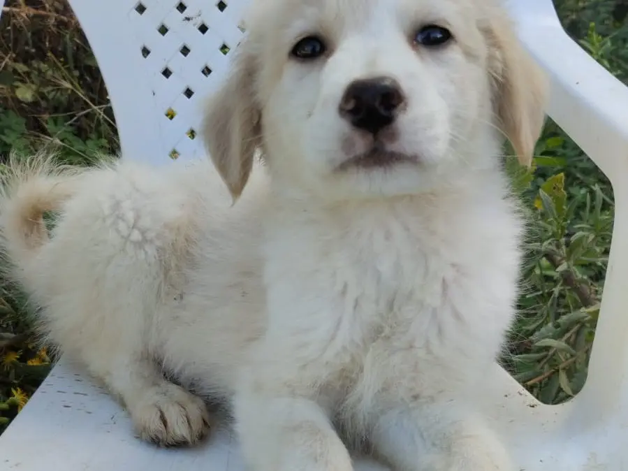 Adotta un cane, maschio, 3 mesi, Vibo