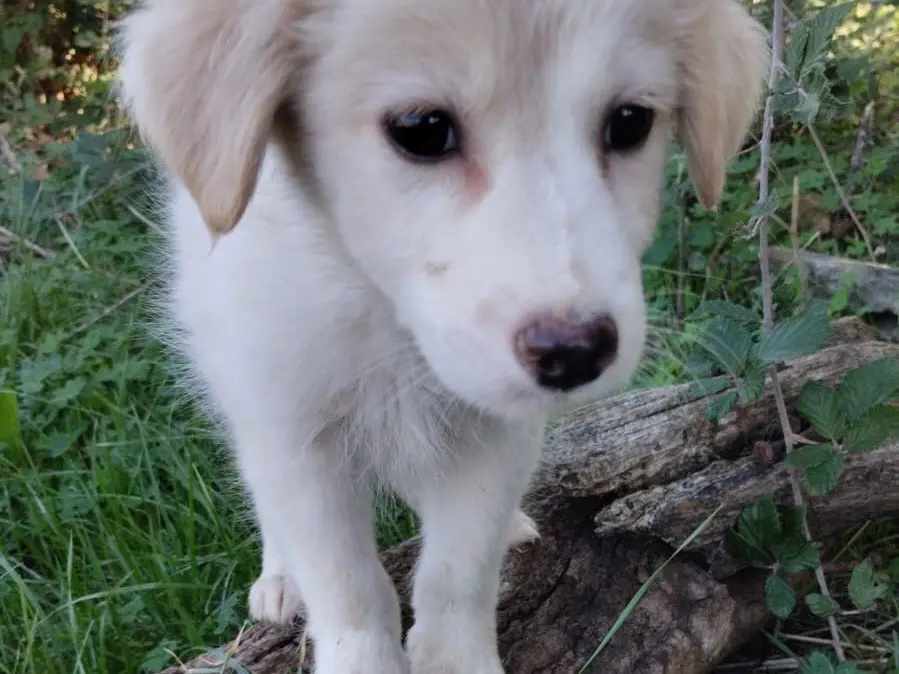 Adotta il cane Mirtillo a Vibo