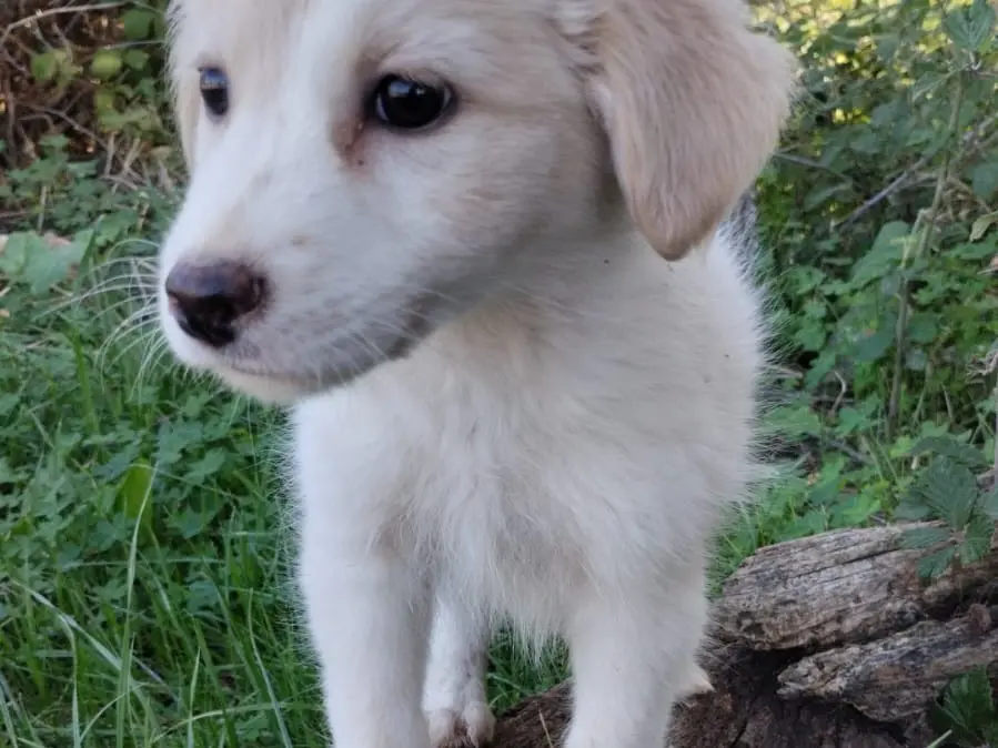 Vuoi adottare un cane a Vibo?