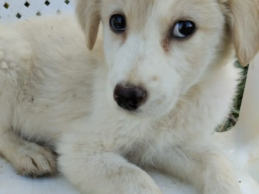 Adozione cane, maschio, Razza sconosciuta Razza sconosciuta, 3 mesi, taglia media, Vibo