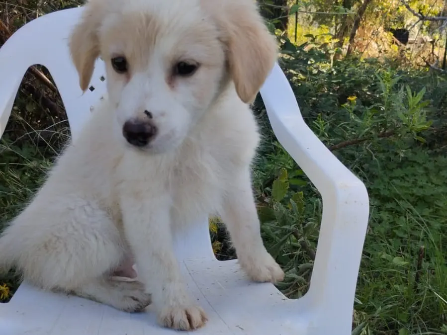 Adotta un cane, taglia media, maschio, Vibo