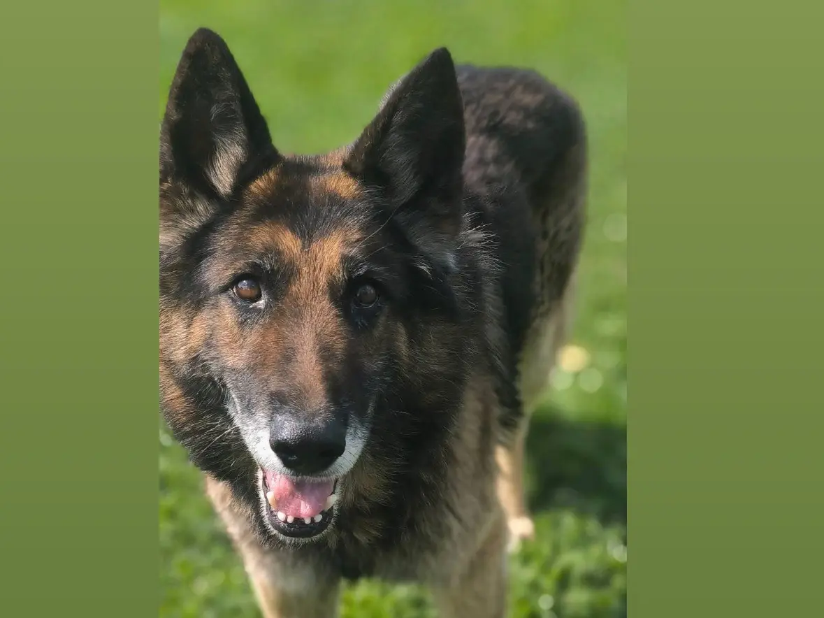 Adotta un cane, maschio, 10 anni e 3 mesi, Cosenza