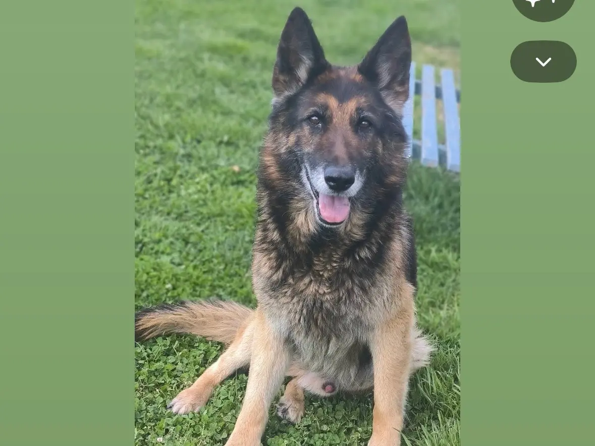 Adozione cane, maschio, Pastore tedesco Razza sconosciuta, 10 anni e 3 mesi, taglia grande, Cosenza