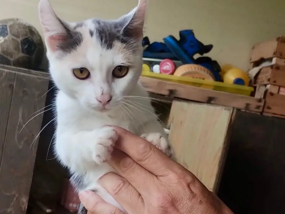 Adozione gatto, femmina, Razza sconosciuta Razza sconosciuta, 4 mesi, taglia non valida, Roma