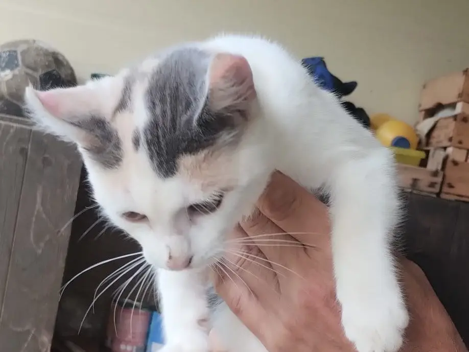 Adotta un gatto, femmina, 4 mesi, Roma