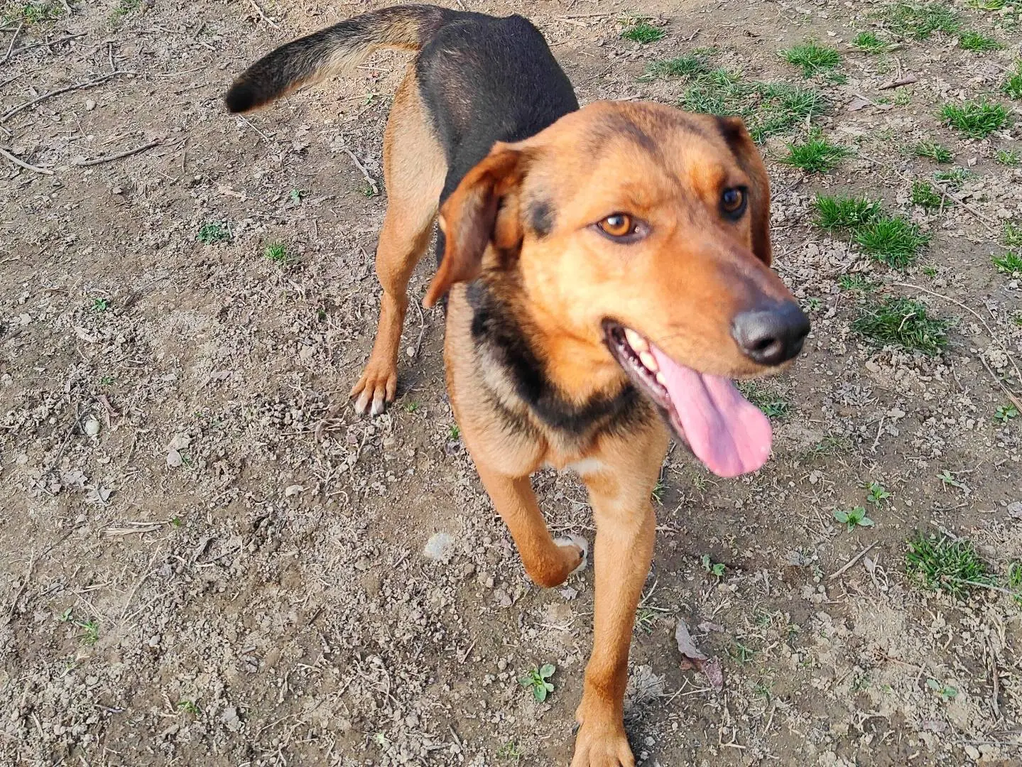 Adotta un cane, maschio, 1 anno e 7 mesi, Cuneo