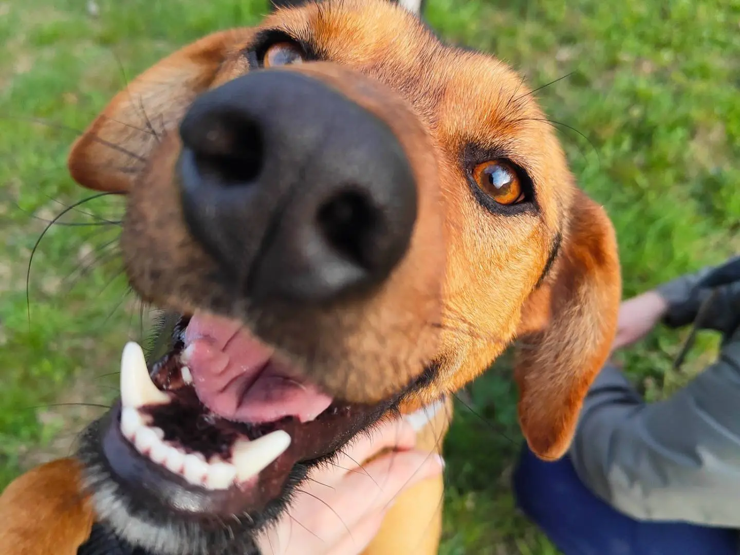 Adotta un cane, taglia media, maschio, Cuneo