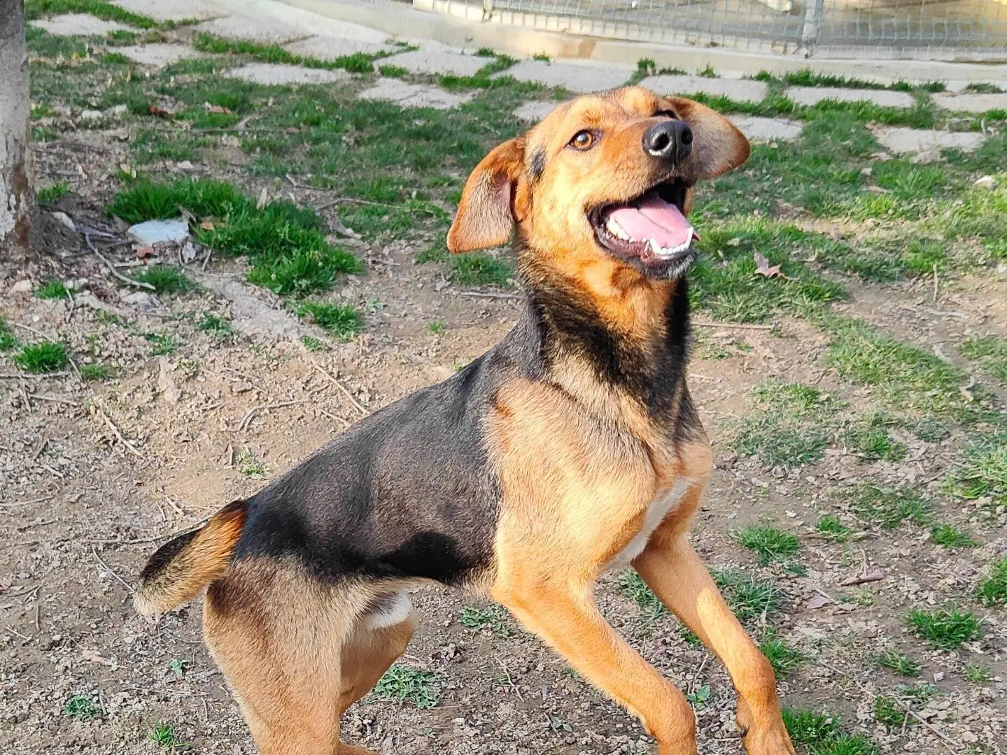 Vuoi adottare un cane a Cuneo?