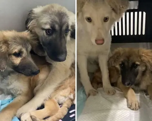 Adozione cane, femmina, meticcio, 4 anni e 3 mesi, taglia media contenuta, Reggio
