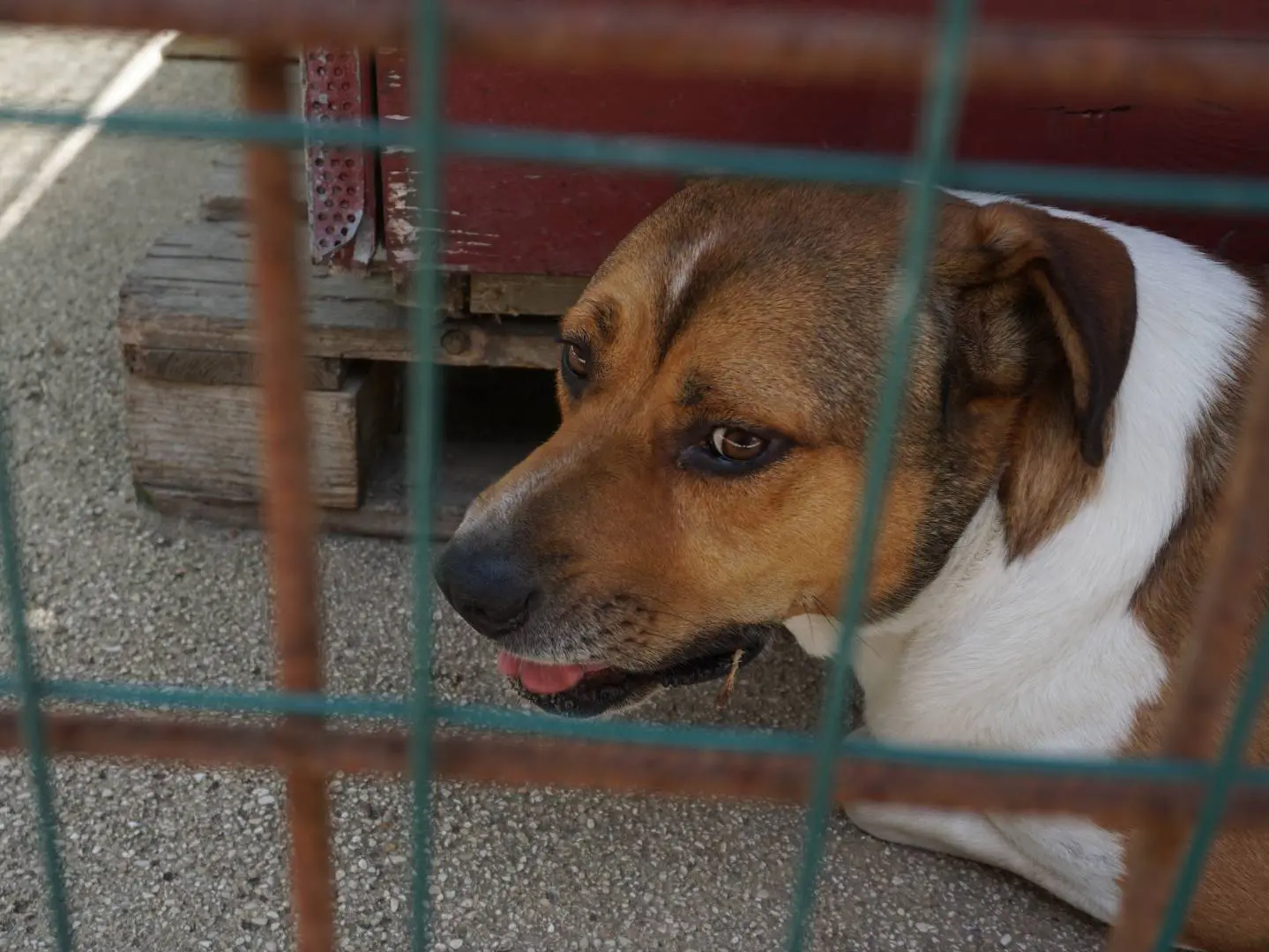 Foto 3 dell'animale