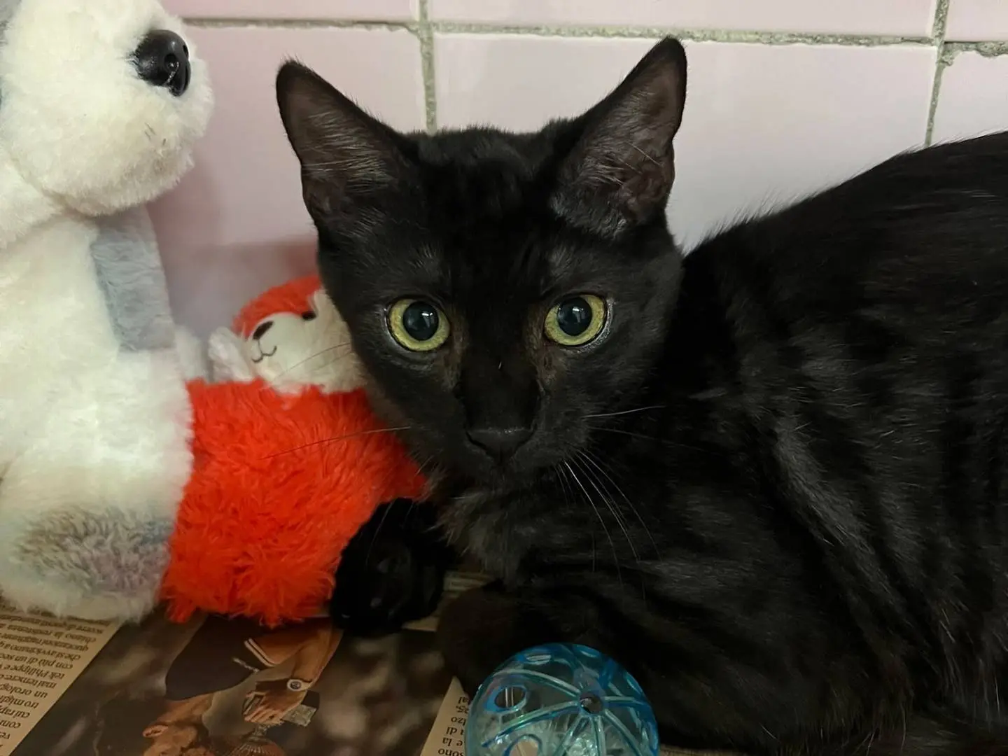 Adozione gatto, maschio, Razza sconosciuta Razza sconosciuta, 6 mesi, taglia non valida, Milano