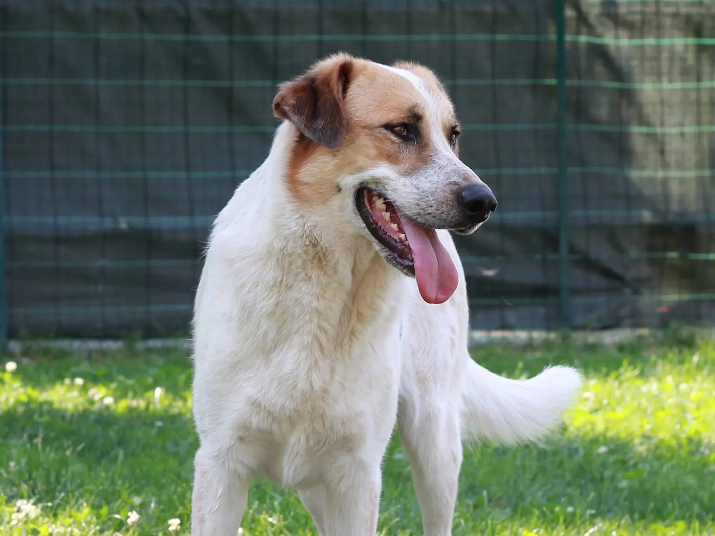 Adotta il cane Matteo a Lecco