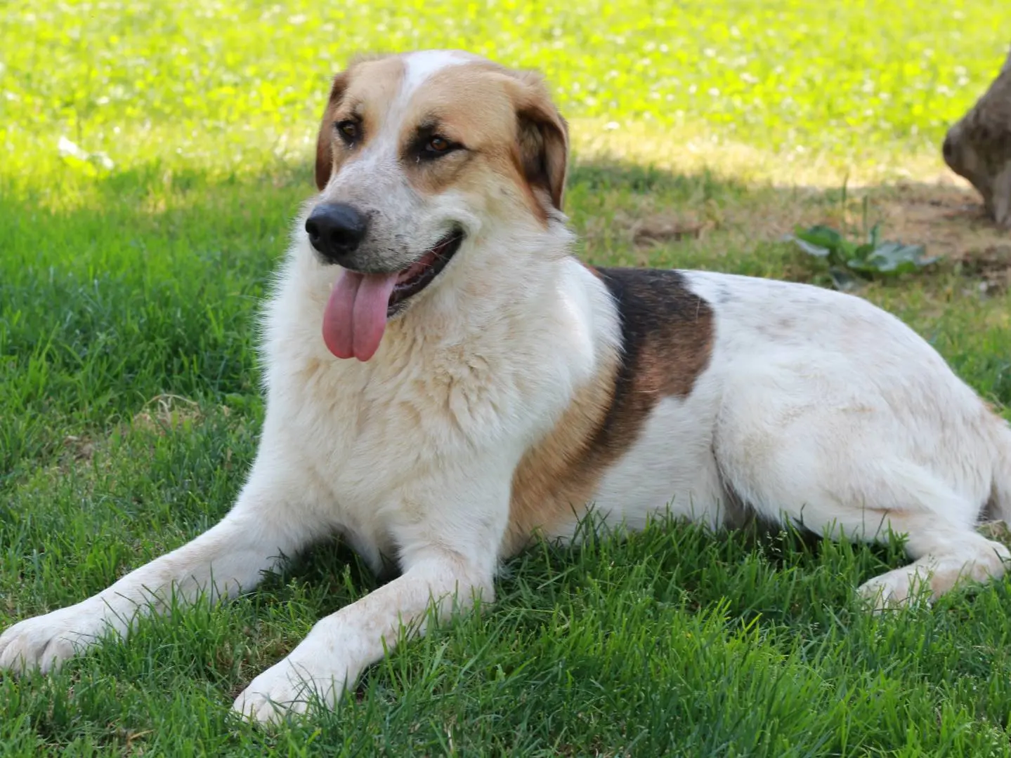Adotta un cane, taglia grande, maschio, Lecco